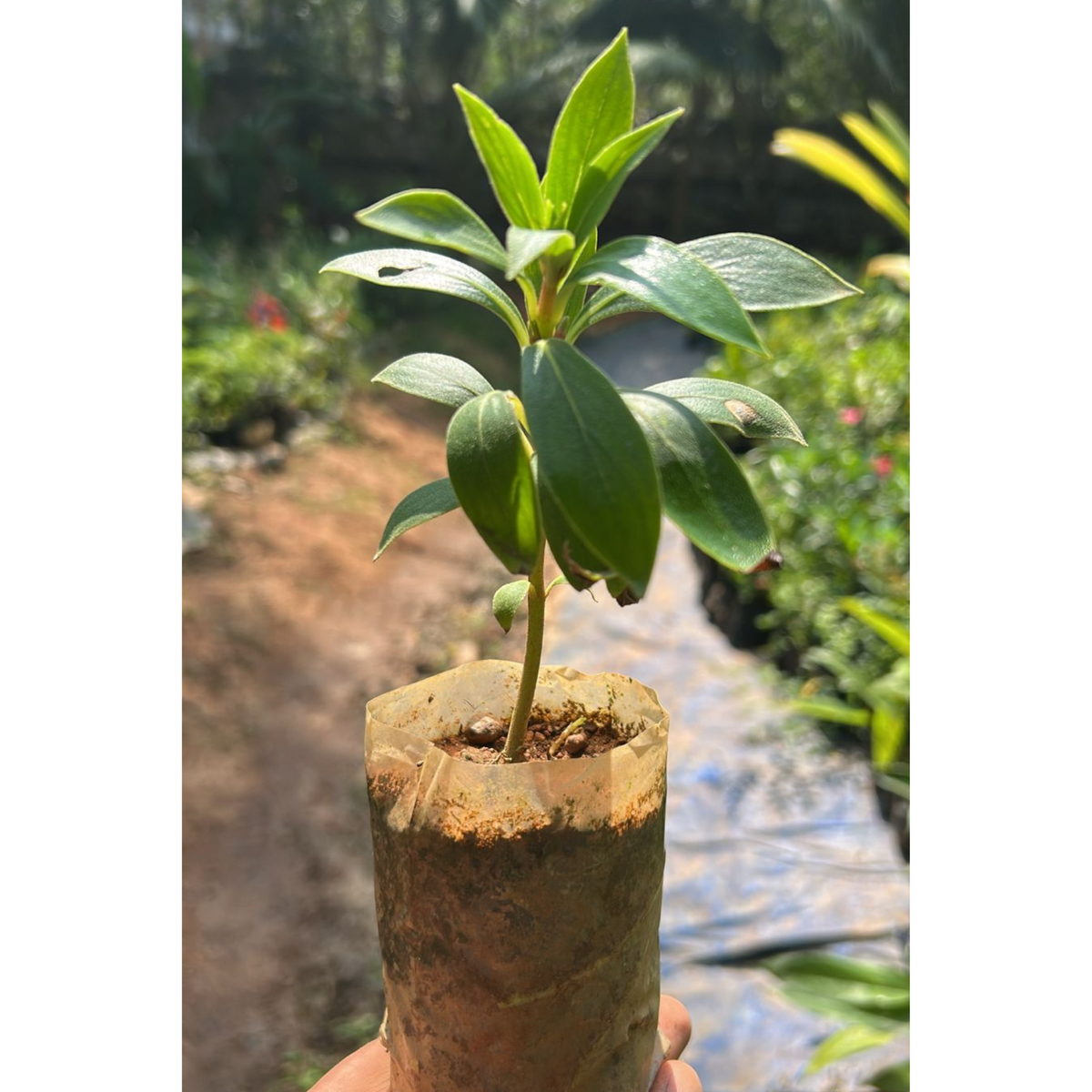Bolivian Sunset (Seemannia sylvatica) Rare Flowering Live Plant