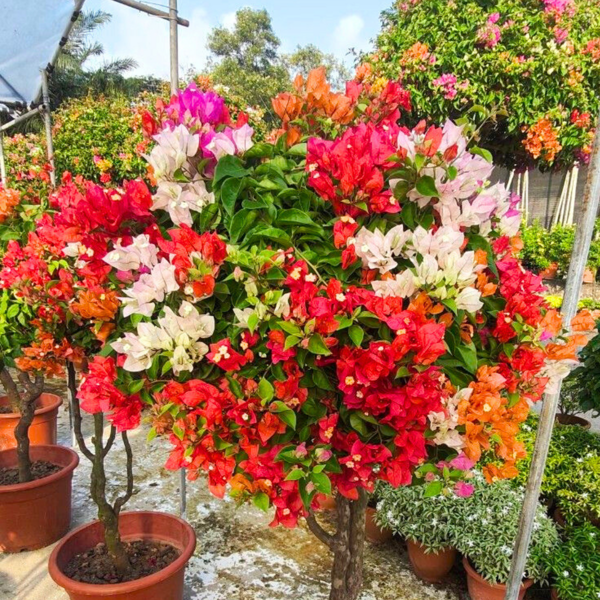 Bougainvillea Multi Graft (Paper Flower) Rare Flowering Live Plant