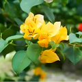 Bougainvillea Yellow Creeper (Paper Flower) Flowering Live Plant