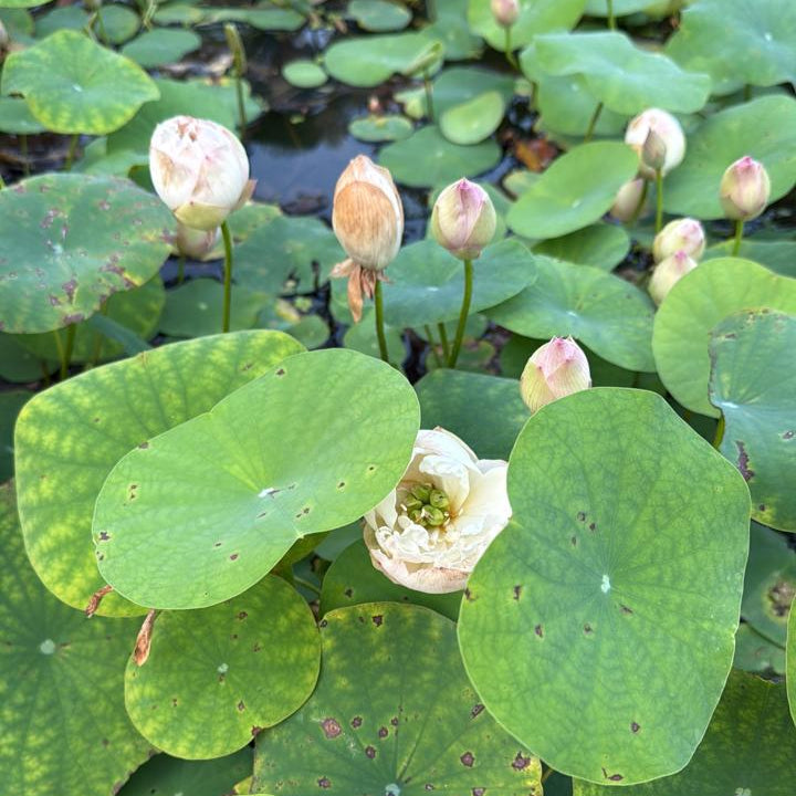 Bowl Lotus Pink live plant