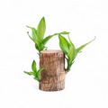 Brazilian Driftwood (Caesalpinia echinata) Indoor Live Plant