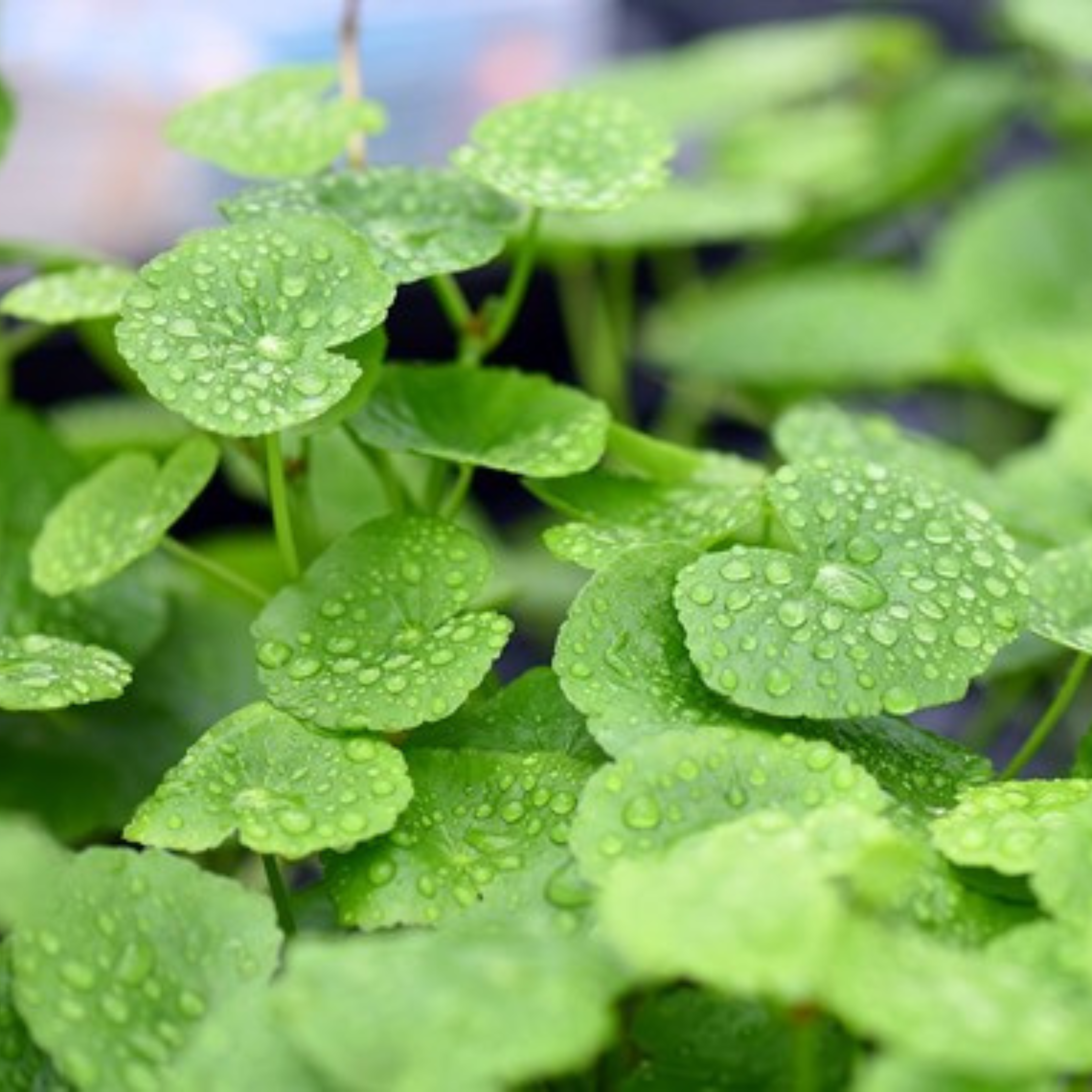 Brazilian Pennywort (hydrocotyle leucocephala) Aquarium Live Plant