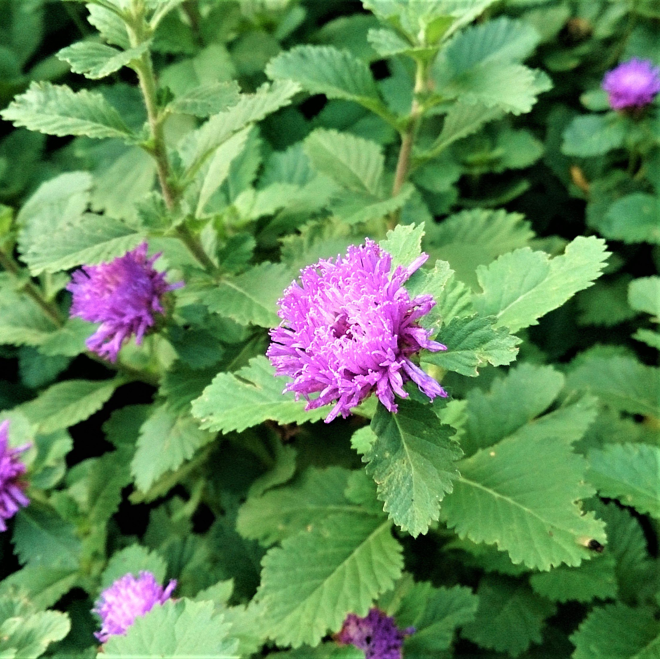 Kesavardhini (Centratherum Punctatum) Medicinal Live Plant
