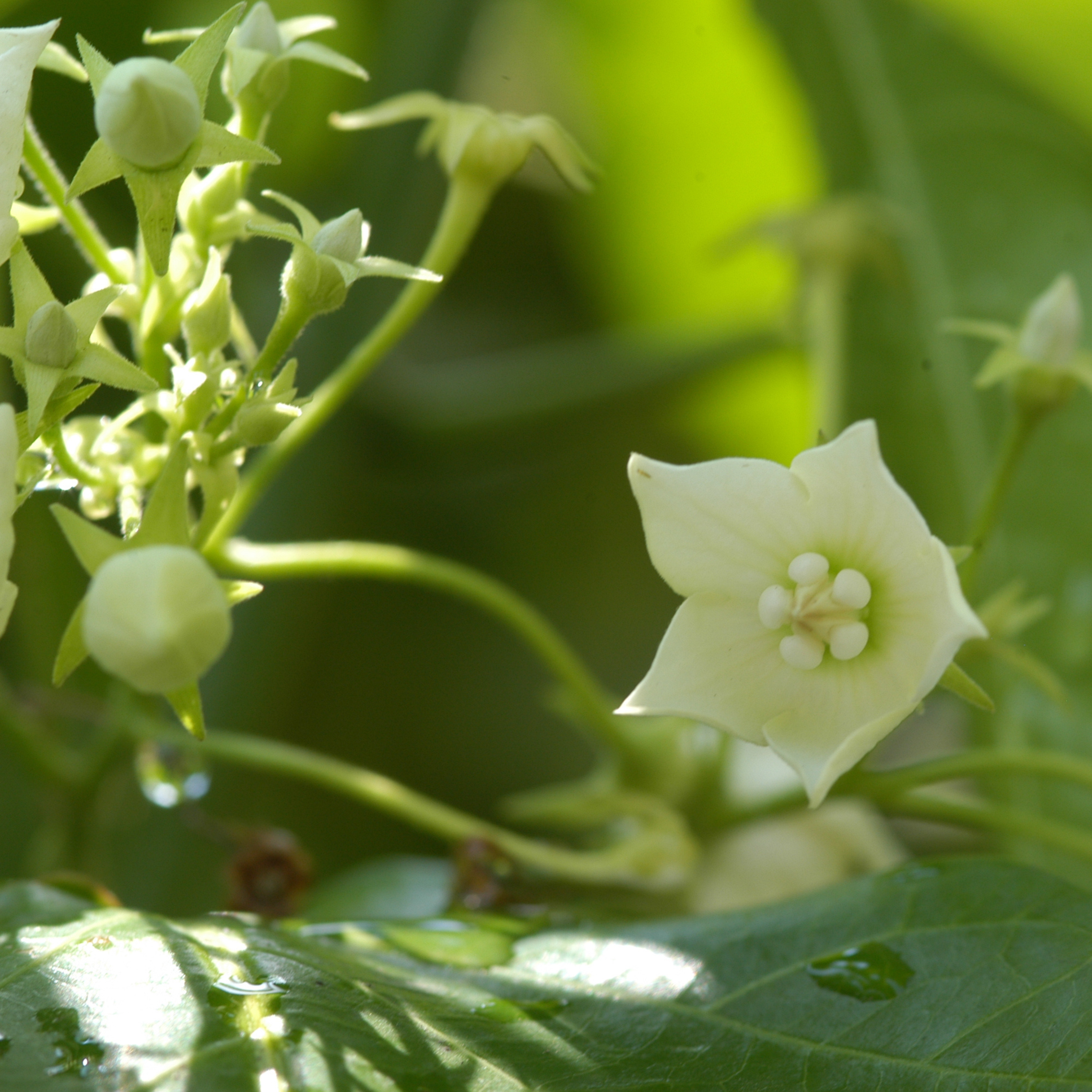 Bread Flower Vine (Vallaris glabra) All Time Fragrant Flowering Live Plant
