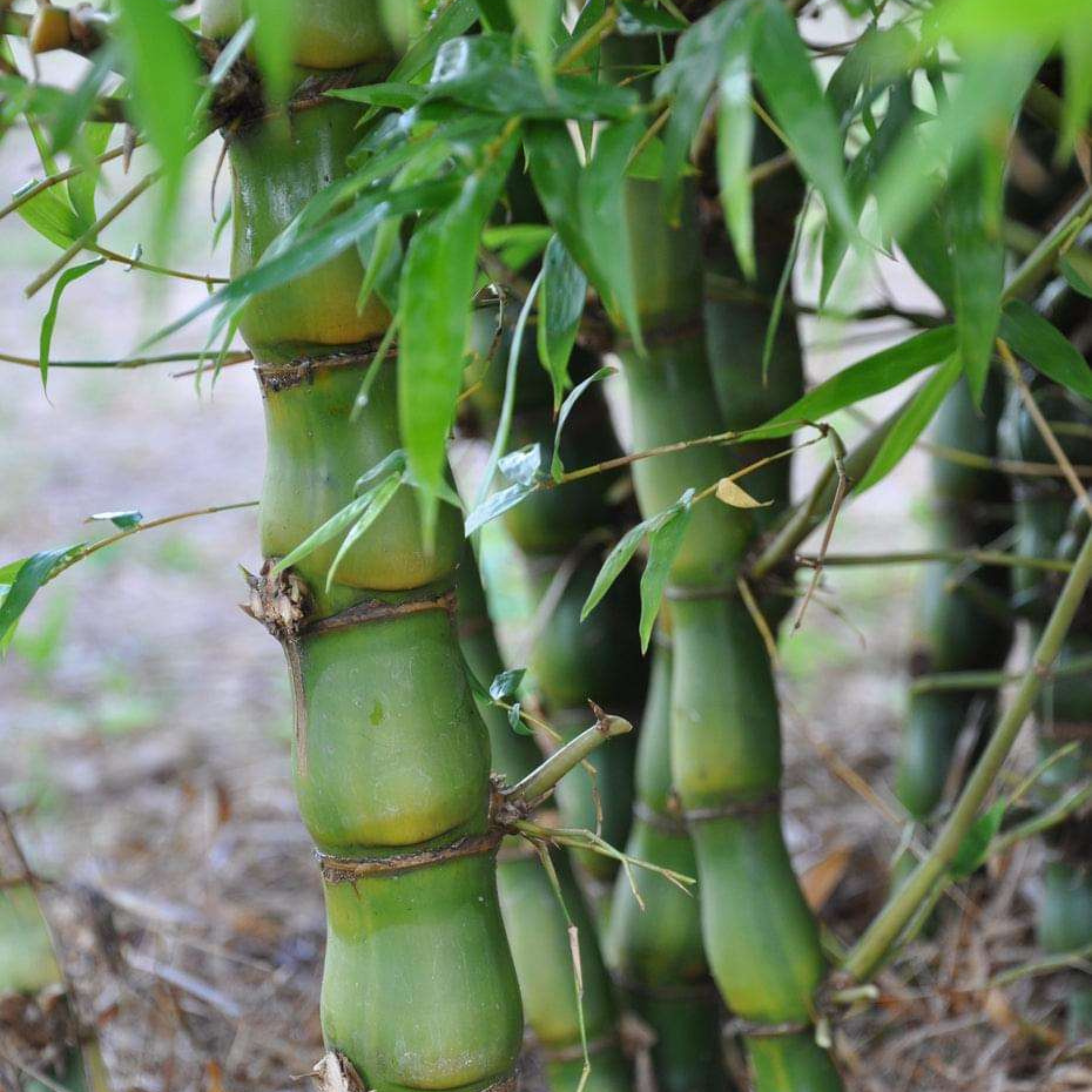 Buddha Belly Bamboo (Bambusa ventricosa) Live Plant