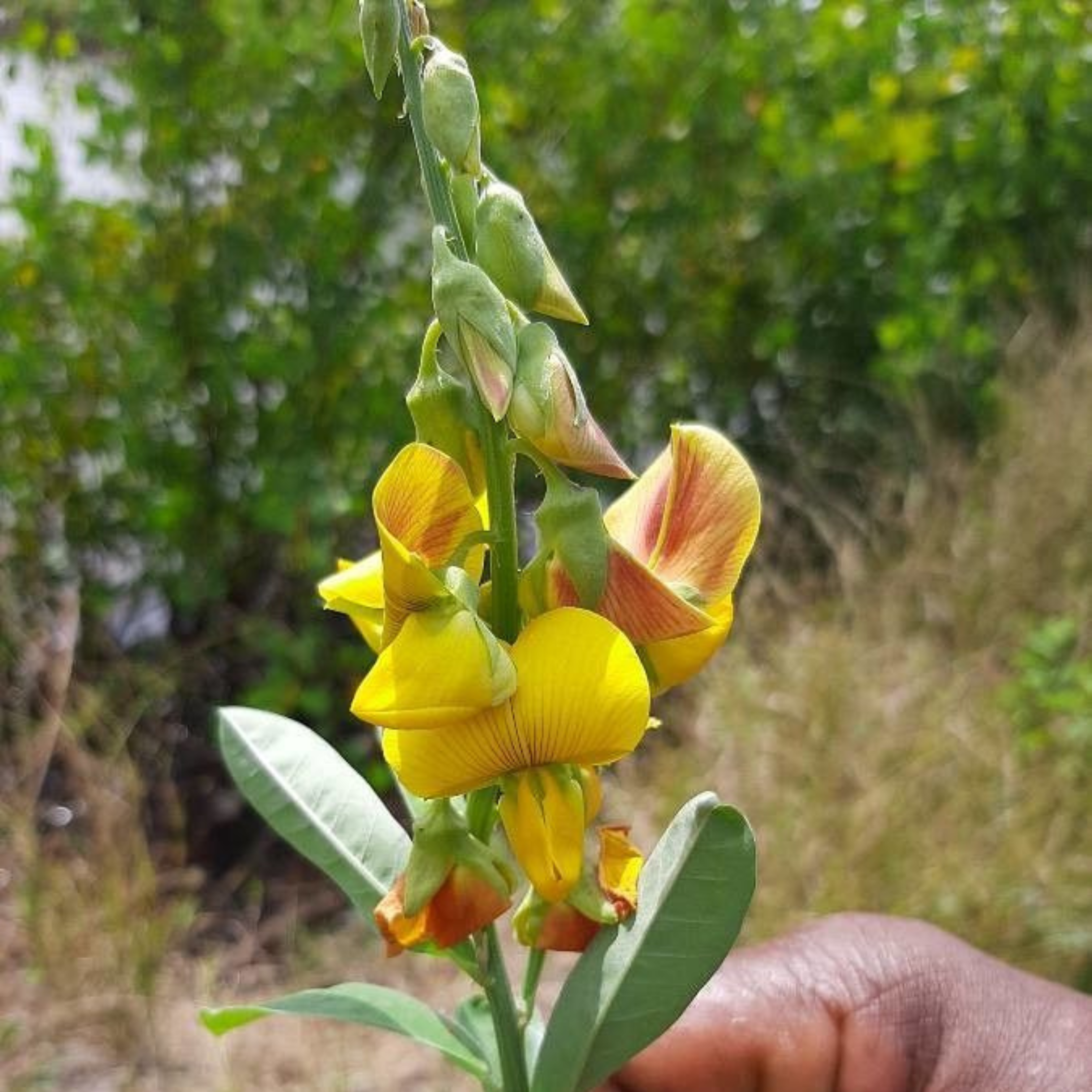 Butterfly Plant / Rattleweed (Crotalaria retusa) Flowering Live Plant