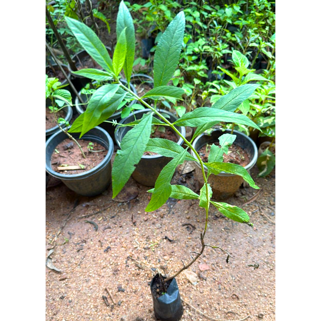 Butterfly Bush Dark Purple Flowering Live Plant