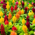Celosia Plumosa Mix Seeds
