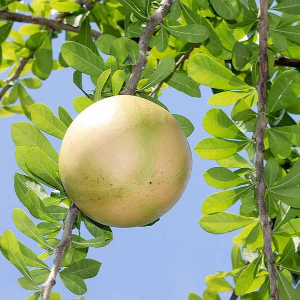 Calabash Tree (Crescentia cujete) rare Layered Live Plant