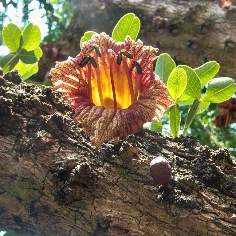 Calabash Tree (Crescentia cujete) rare Layered Live Plant