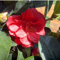 Camellia Red with buds (Camellia Japonica) Rare Flowering Live Plant