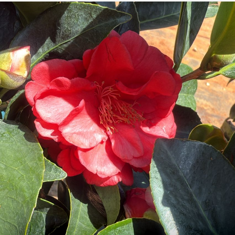 Camellia Red with buds (Camellia Japonica) Rare Flowering Live Plant