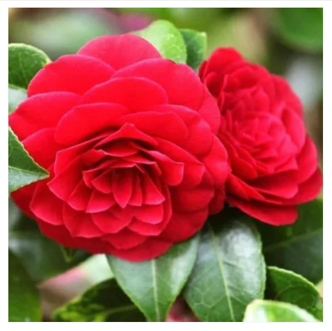 Camellia Red with buds (Camellia Japonica) Rare Flowering Live Plant