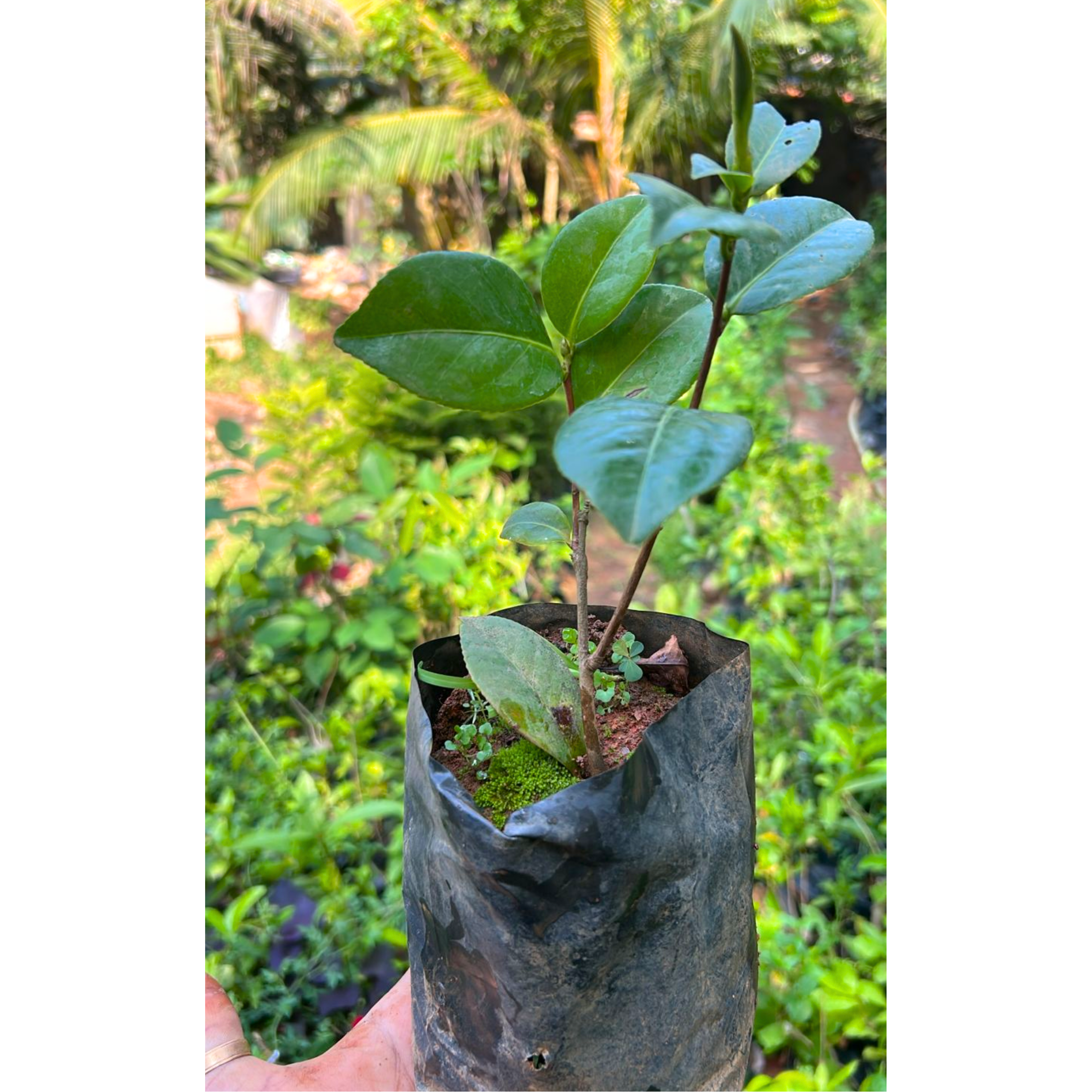 Camellia Pink (Tree Rose) Rare All Time Flowering Live Plant