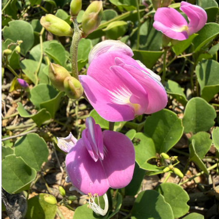 Canavalia rosea All Time Flowering Live Plant