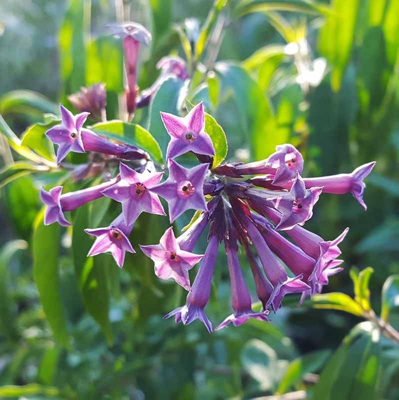 Night Blooming Jasmine Purple Flowering Live Plant
