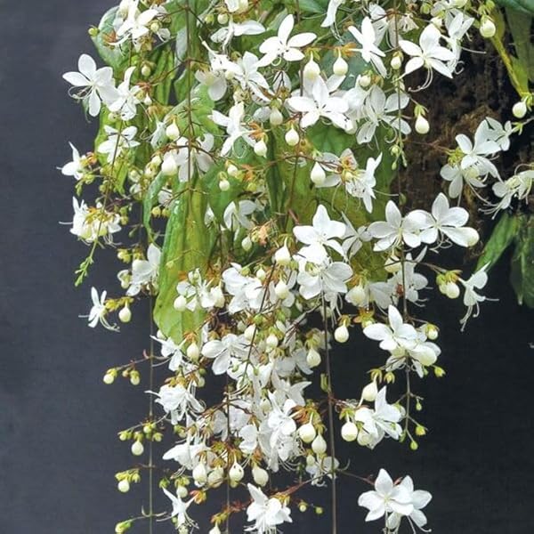Chains of Glory White Rare  Flowering Live Plant