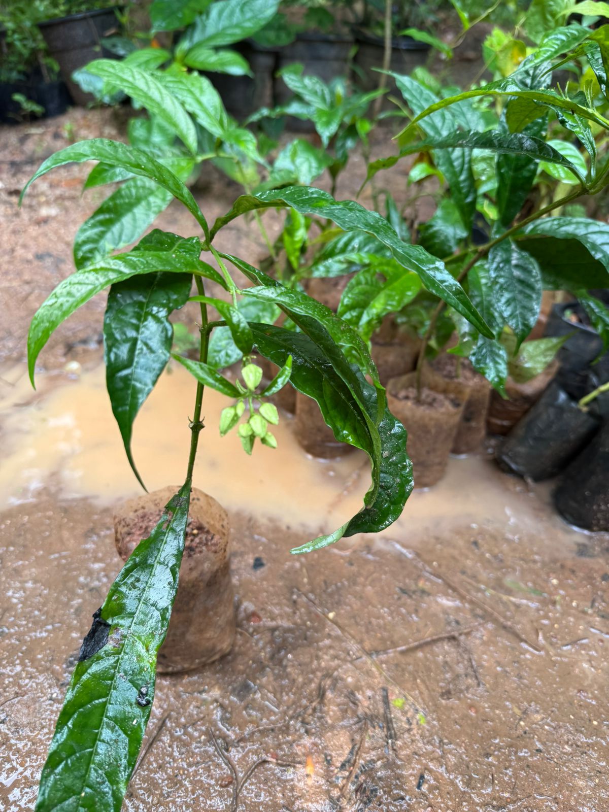 Chains of Glory White Rare  Flowering Live Plant