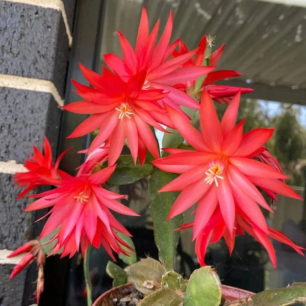 Christmas Cactus Red Live Plant