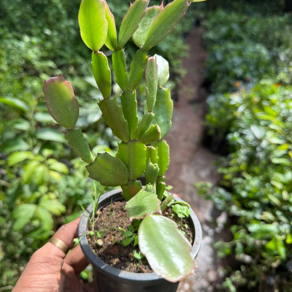 Christmas Cactus Red Live Plant