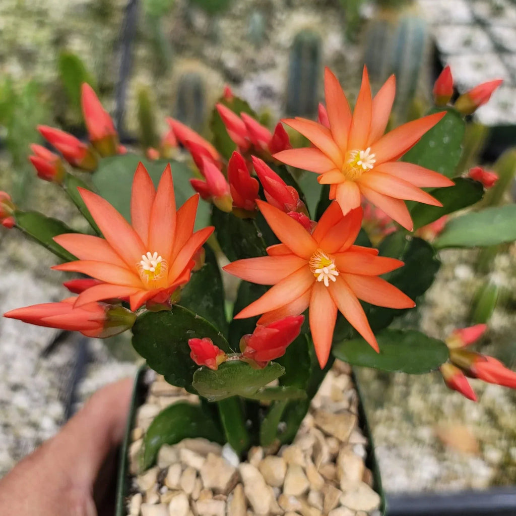 Christmas Cactus Orange Live Plant