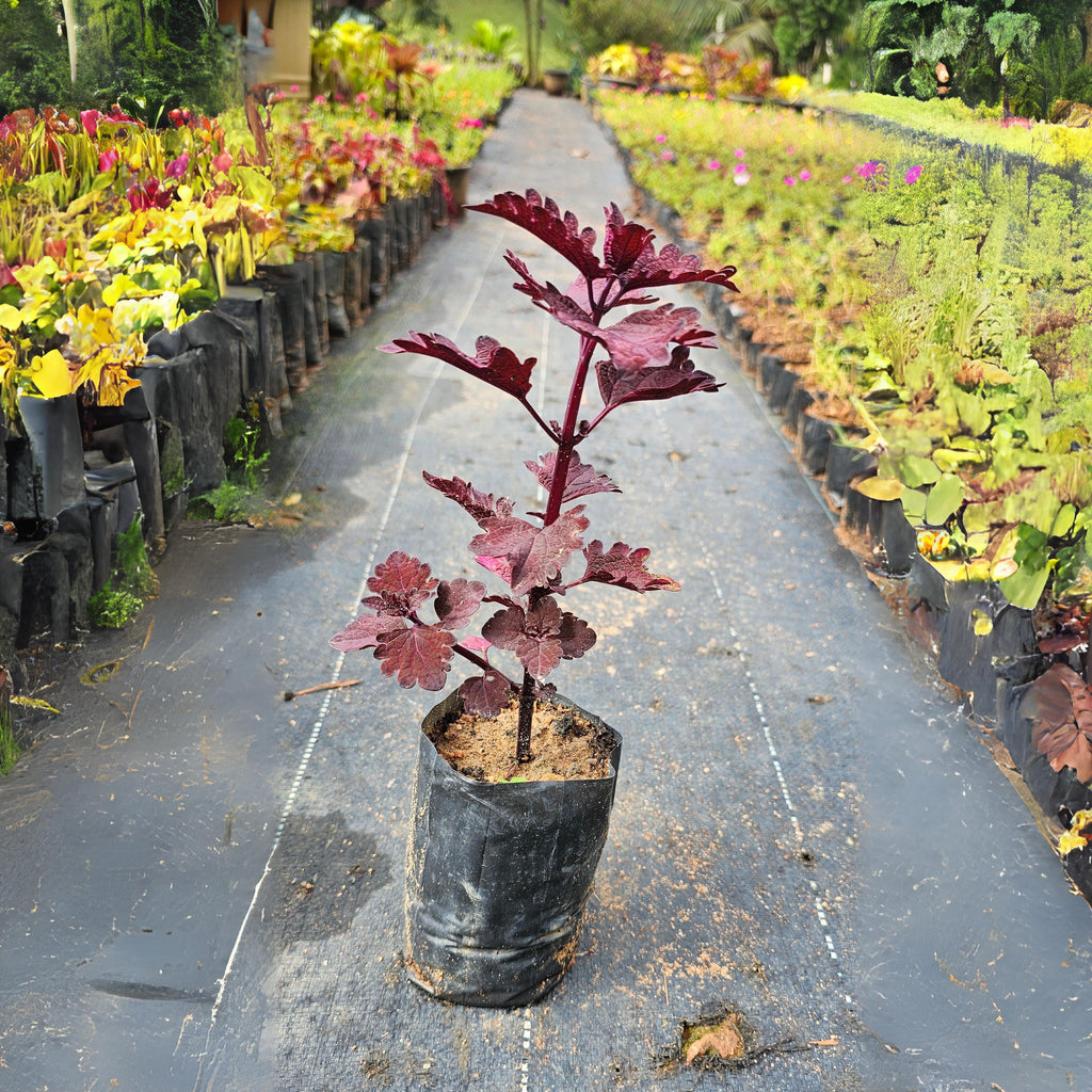 Coleus 'Bronze Age' Ornamental Live Plant
