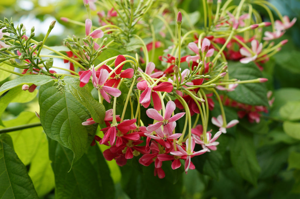 Bush Rangoon Dwarf Madhumalti (Combretum indicum) All Time Flowering Live Plant
