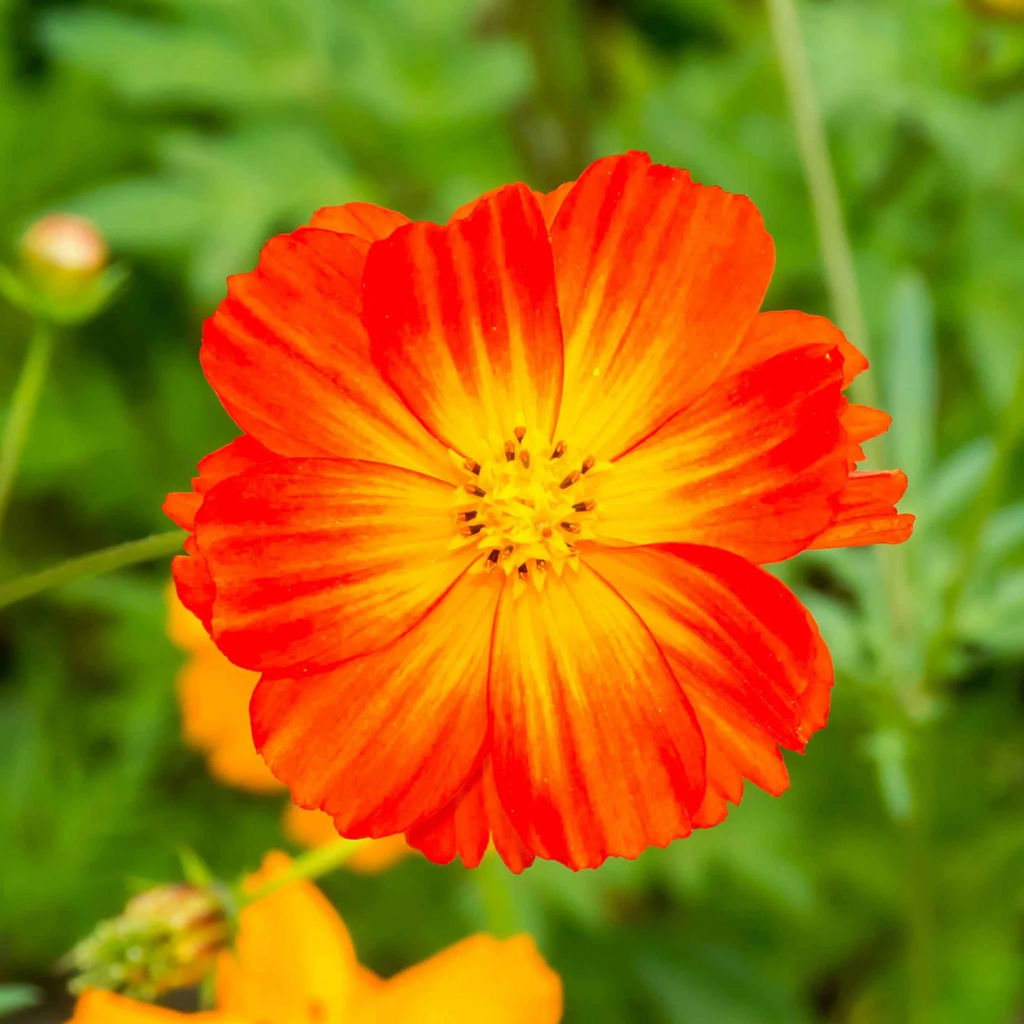Cosmos Orange and Yellow Mix Flowering Live Plant