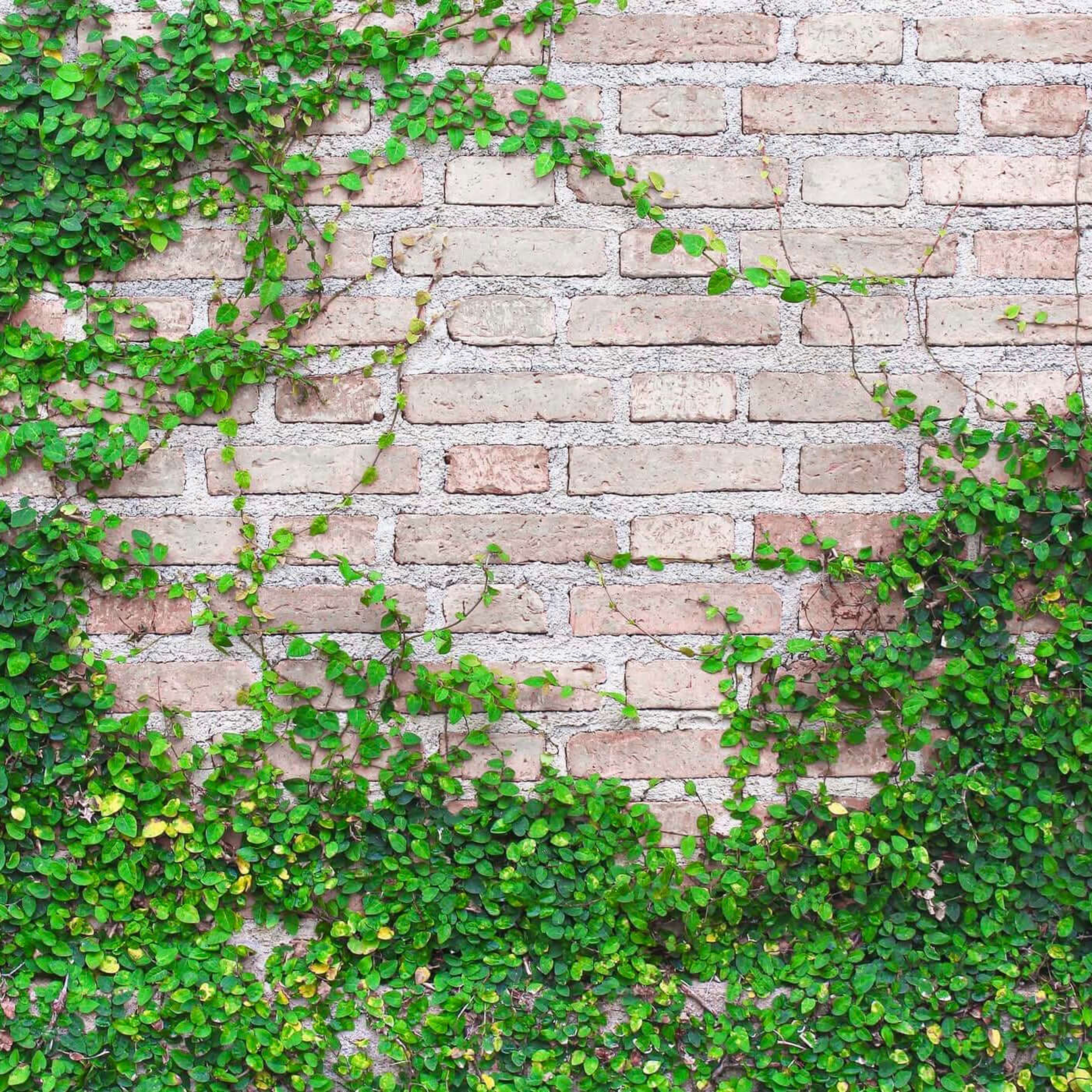 Creeping Fig (Ficus Pumila) Ornamental Live Plant