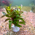 Creeping Marshweed (Limnophila repens) Aquarium Live Plant