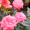 Cri Cri Rose Pink Grafted Rare Flowering Live Plant