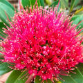 Crimson Penda / First Love Dark Pink (Rosida) Flowering Live Plant