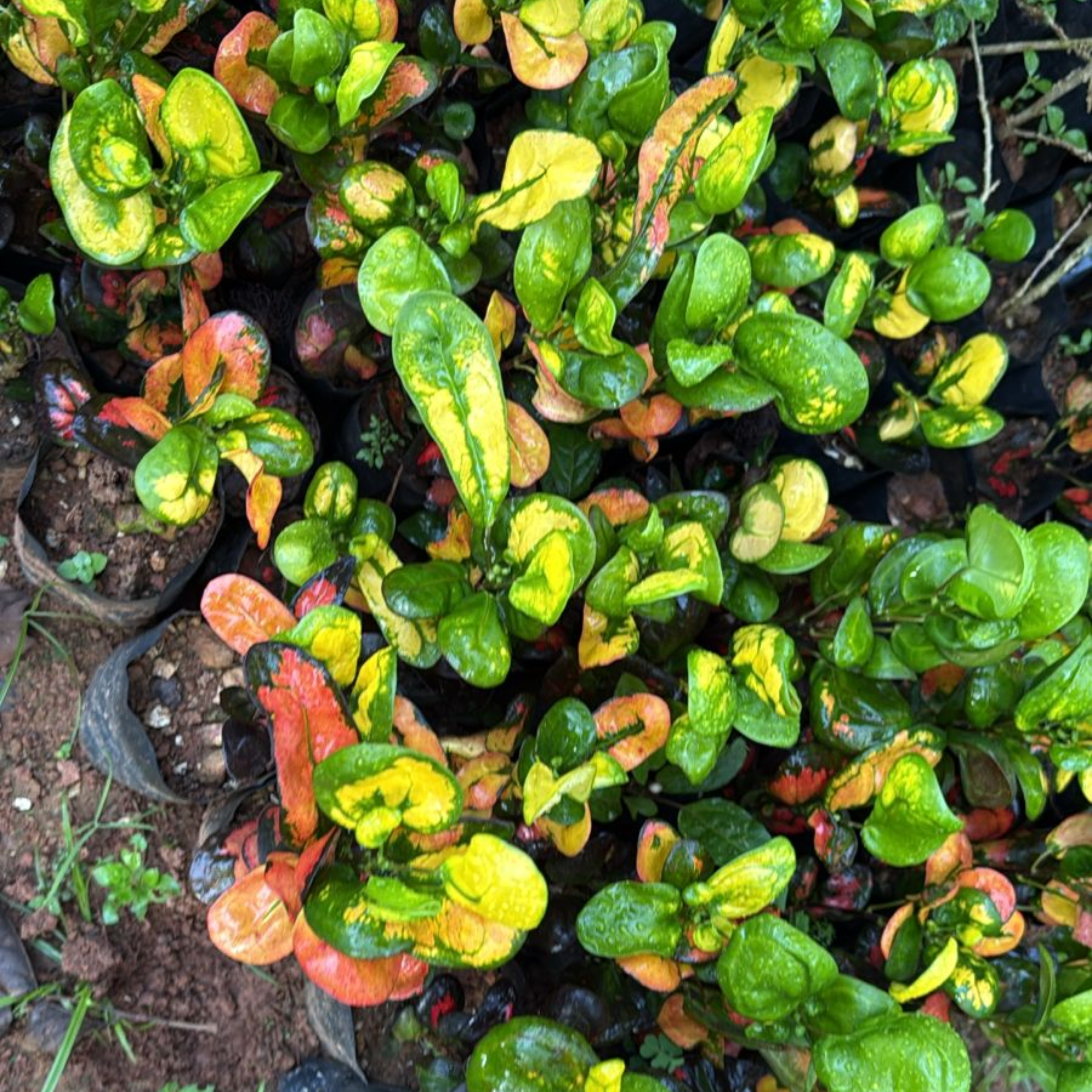 Croton Apple (Codiaeum variegatum) Indoor / Outdoor Live Plant