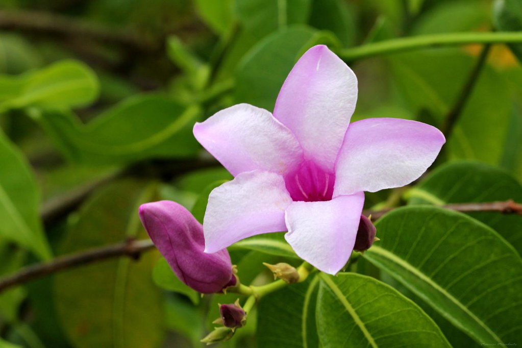 Rubber Vine (Cryptostegia Grandiflora) Grafted Live Plant