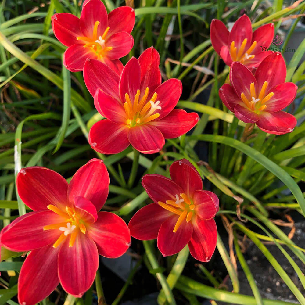 Dazzling Flame Rain Lilly  All Time Flowering Live Plant