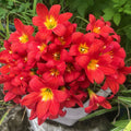 Dazzling Flame Rain Lilly  All Time Flowering Live Plant
