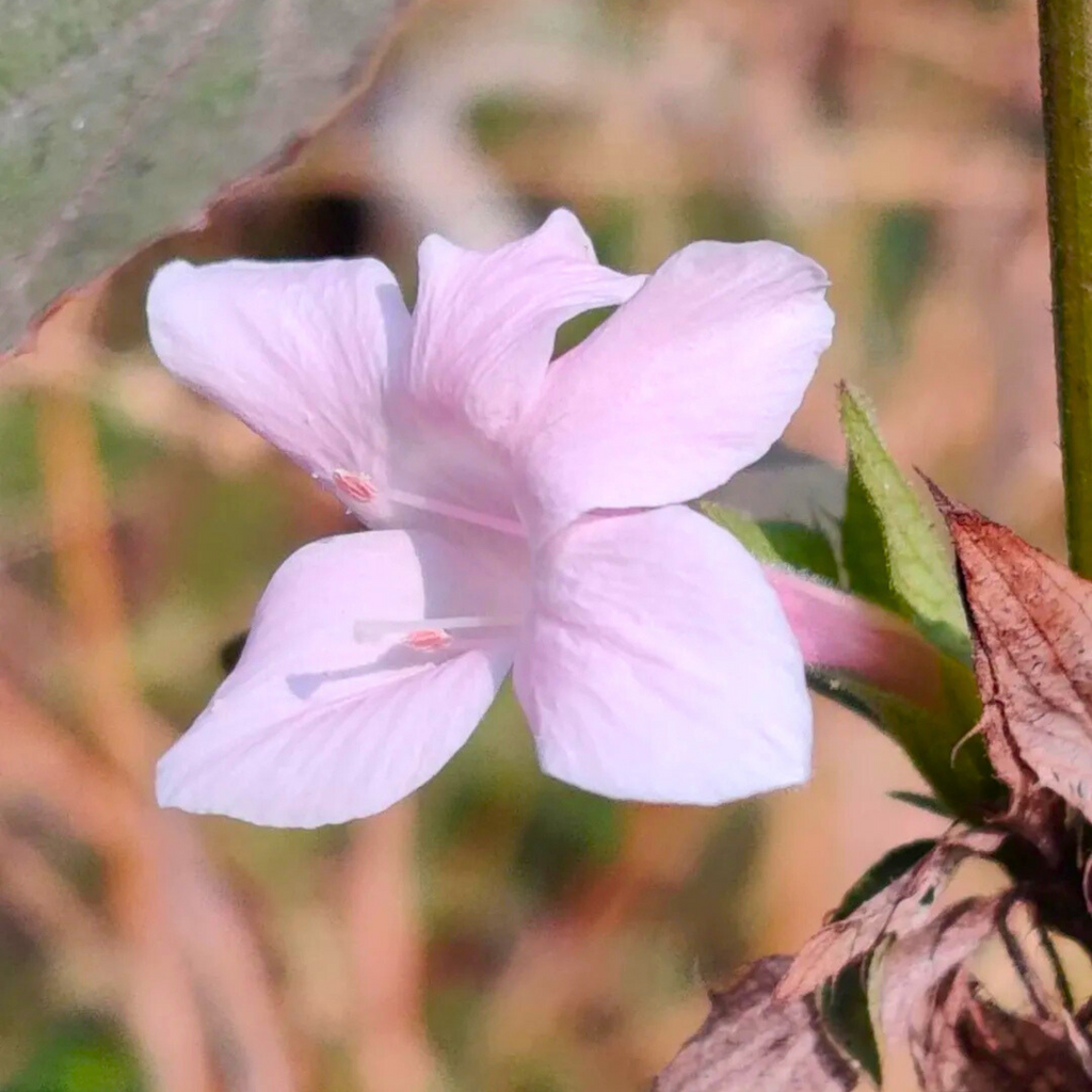 December Flower Baby Pink (Barleria cristata) All Time Flowering Live Plant