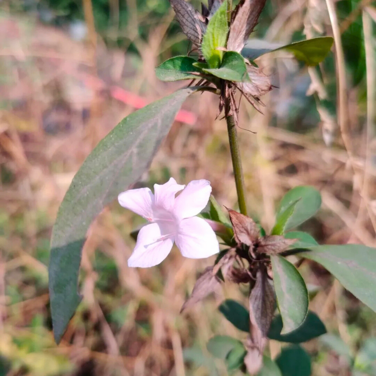 December Flower Baby Pink (Barleria cristata) All Time Flowering Live Plant