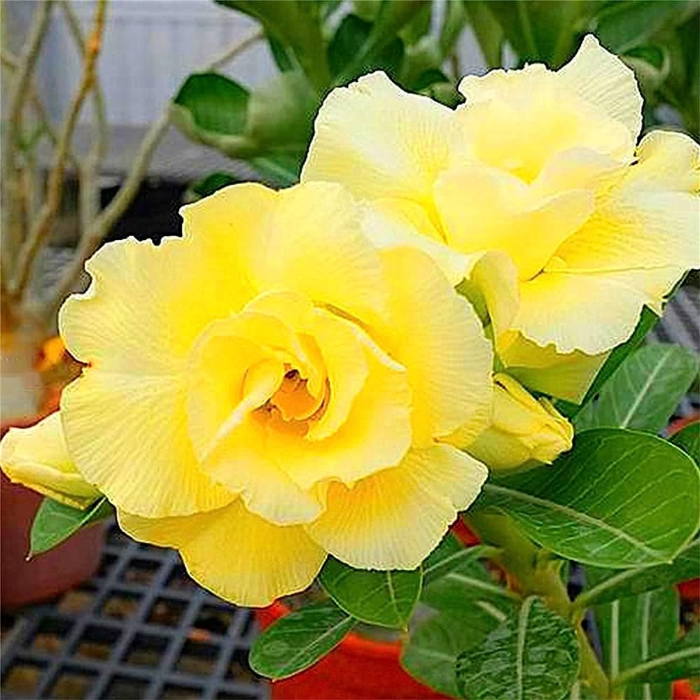 Desert Rose Yellow(Adenium obesum) Flowering Live Plant