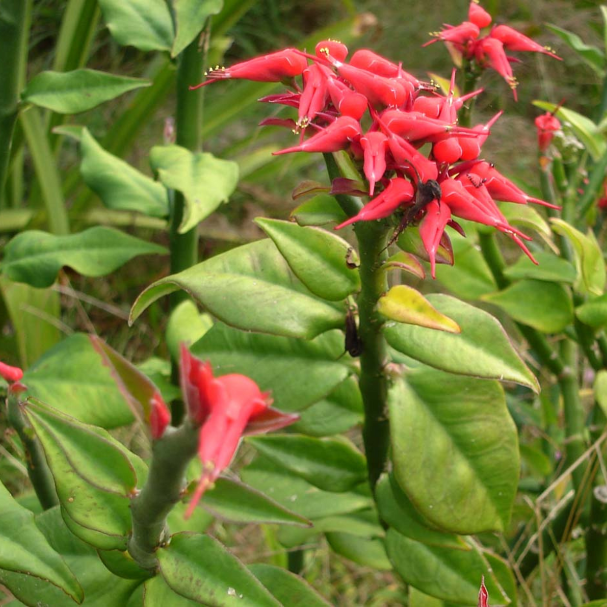 Devil's Backbone (Euphorbia tithymaloides) Green Leaves Flowering Live Plant
