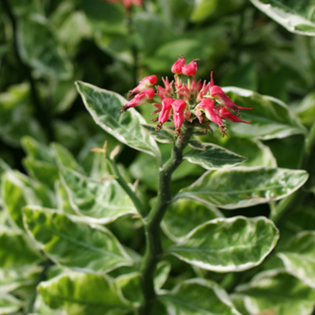 Devil's Backbone (Euphorbia tithymaloides) Variegated Leaves Flowering Live Plant