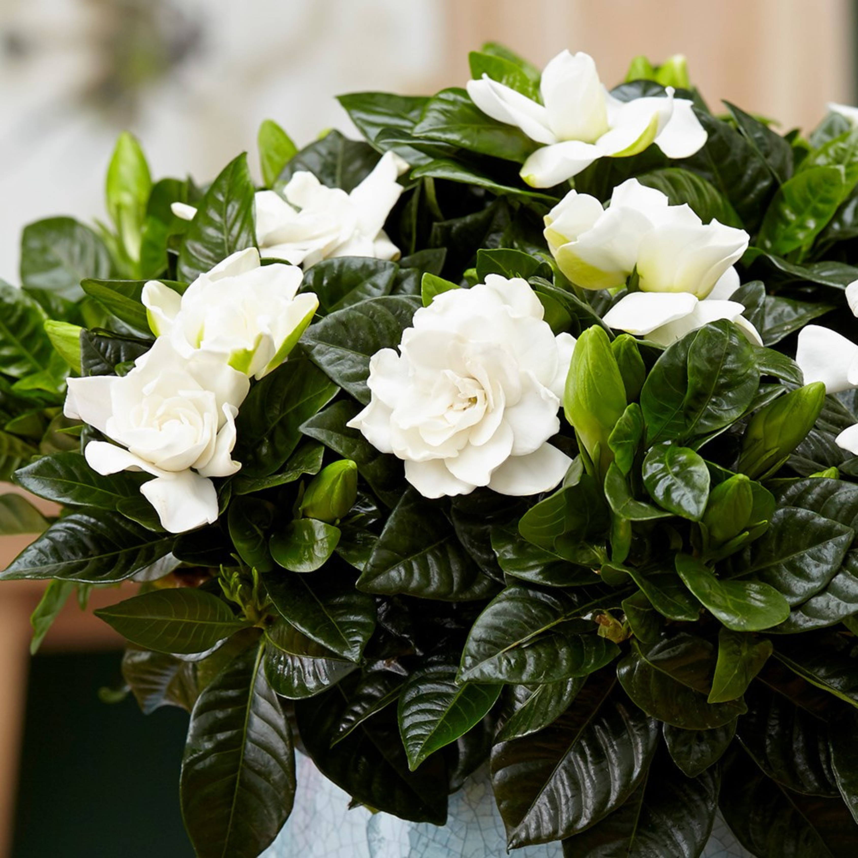 Dwarf Gardenia Flowering Live Plant