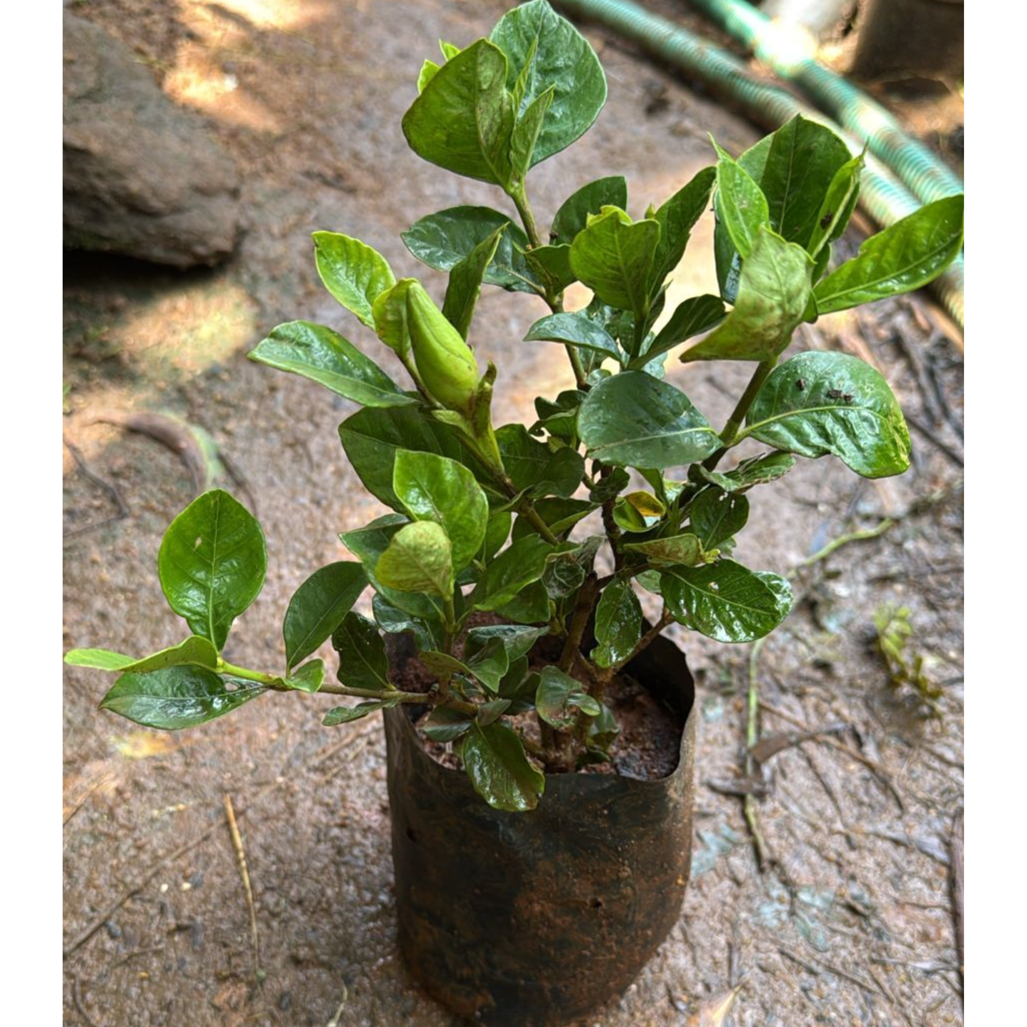 Dwarf Gardenia Flowering Live Plant