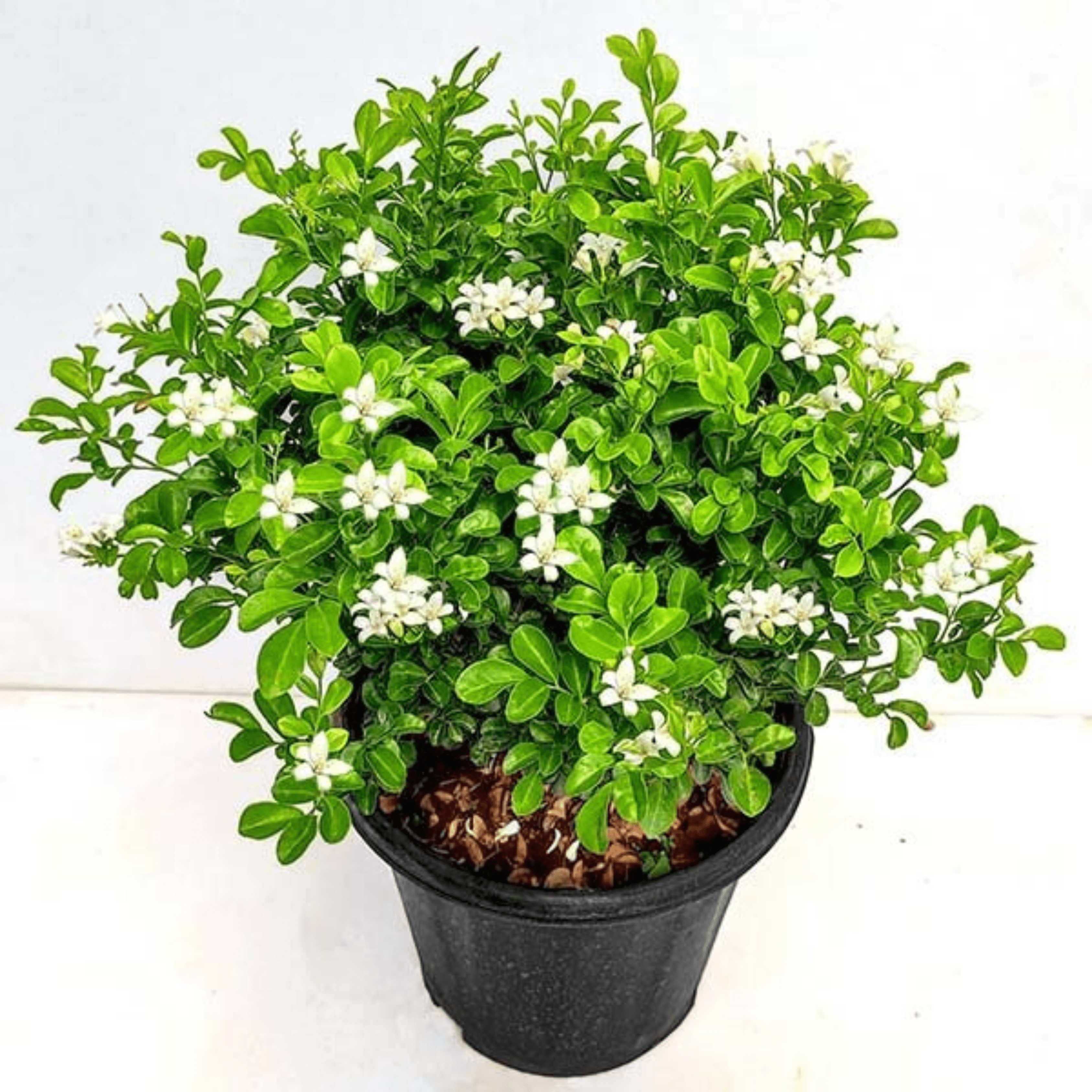 Dwarf Kamini (Murraya Paniculata) Highly Fragrant Rare Flowering Live Plant