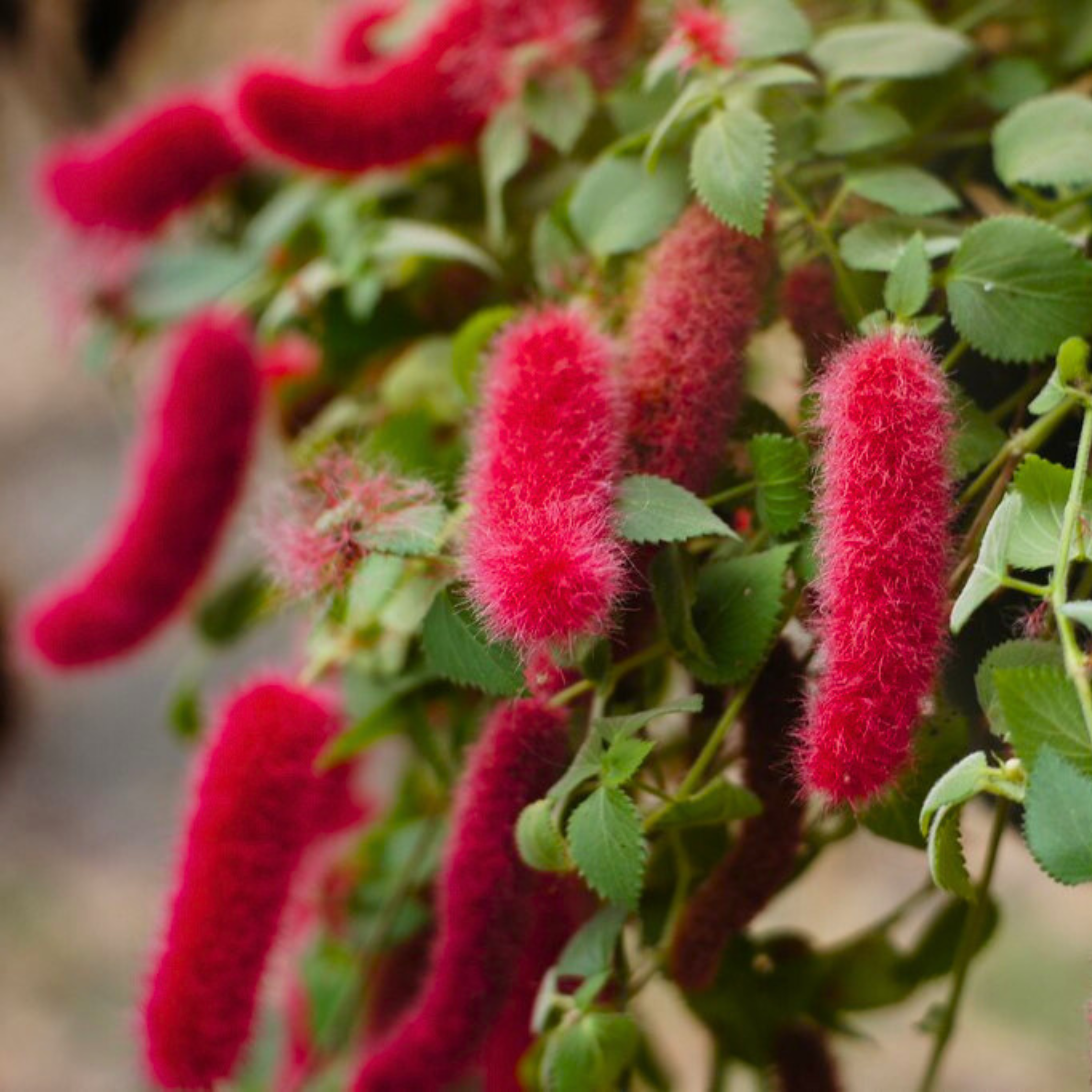 Dwarf Monkey Tail (Acalypha pendula) All Time Flowering Live Plant