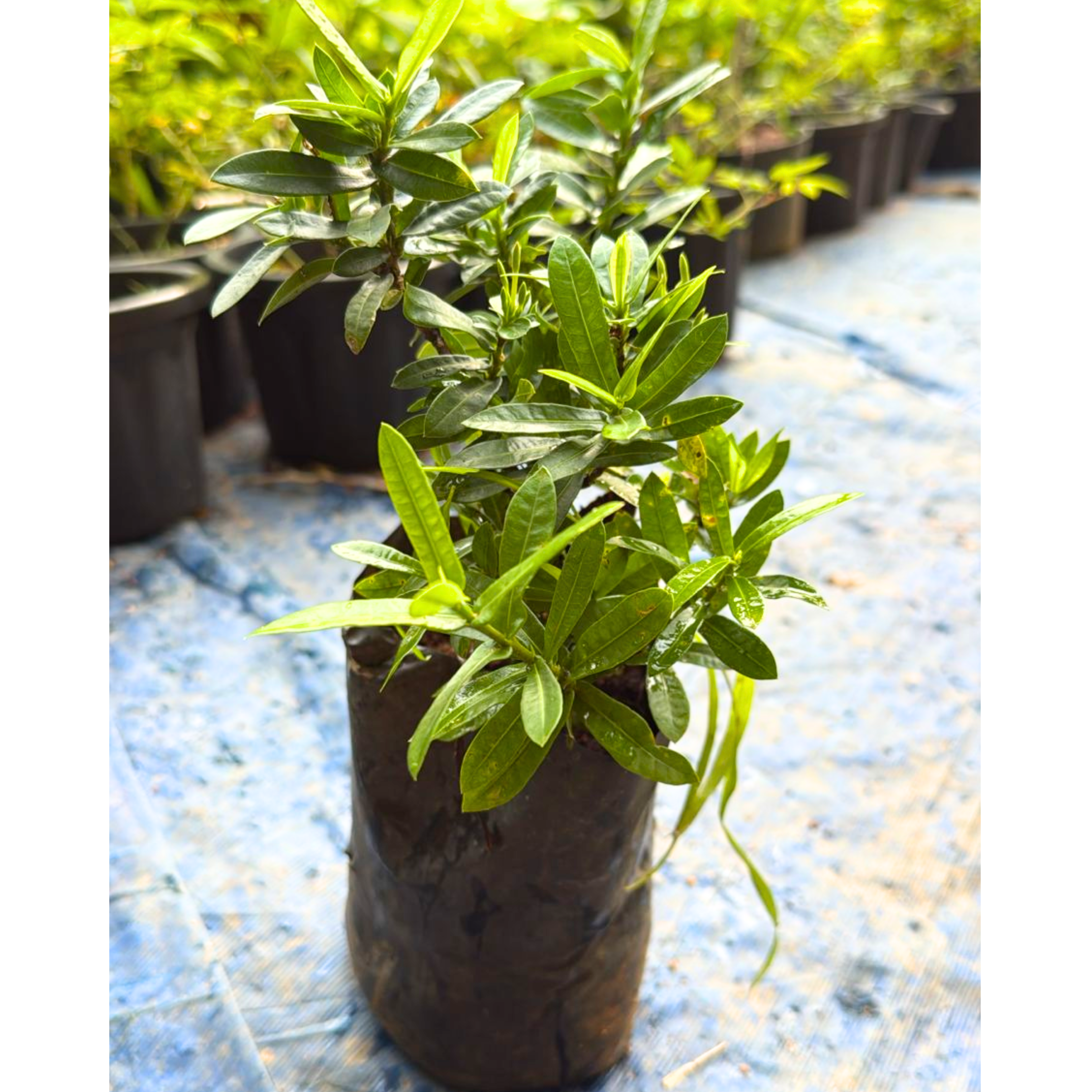 Dwarf Ixora Yellow All Time Flowering Live Plant