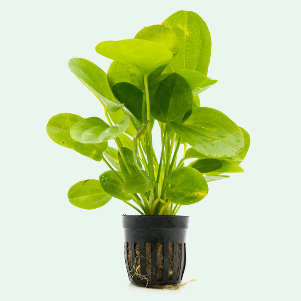 Echinodorus Horizontalis Mini Aquarium Live Plant