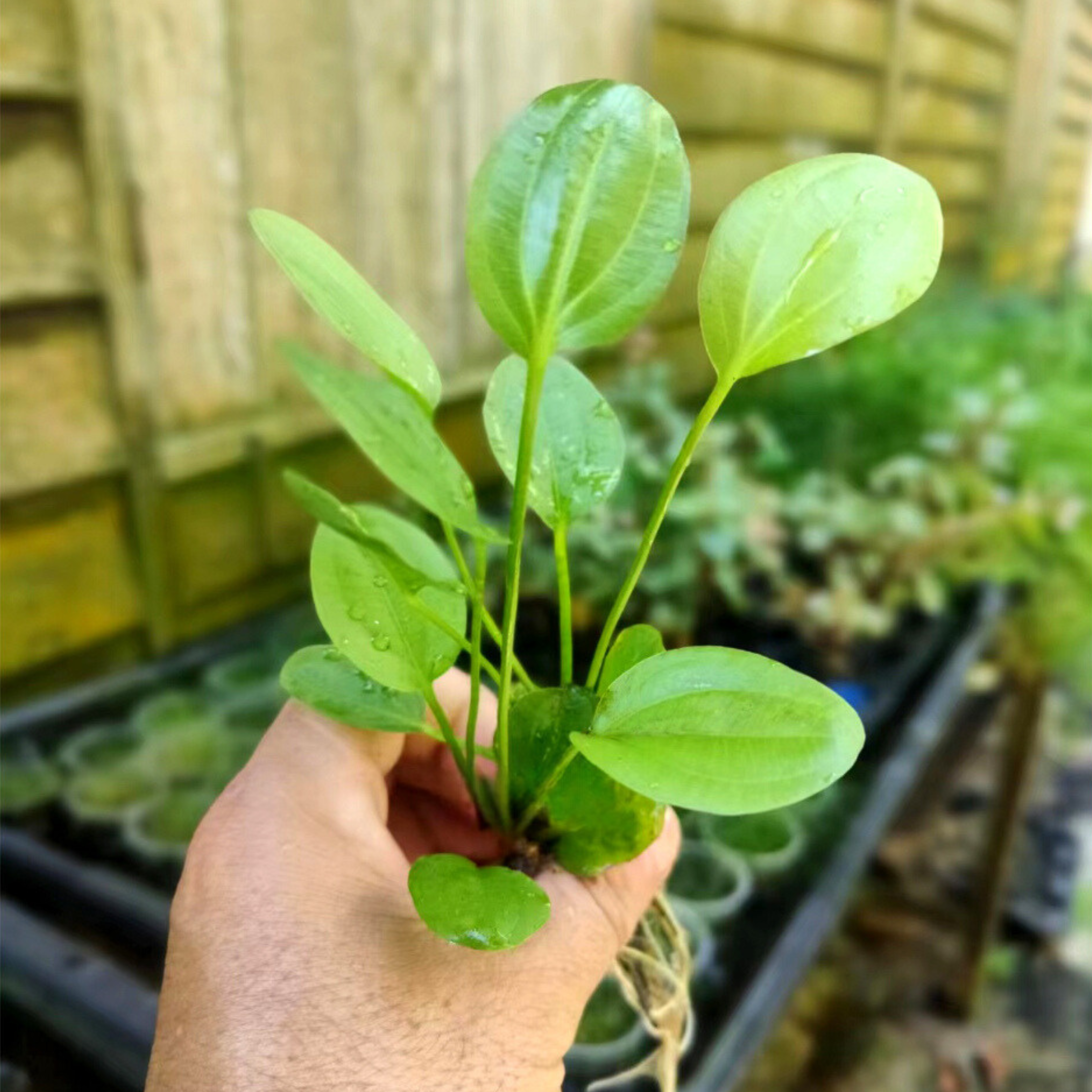 Echinodorus Horizontalis Mini Aquarium Live Plant