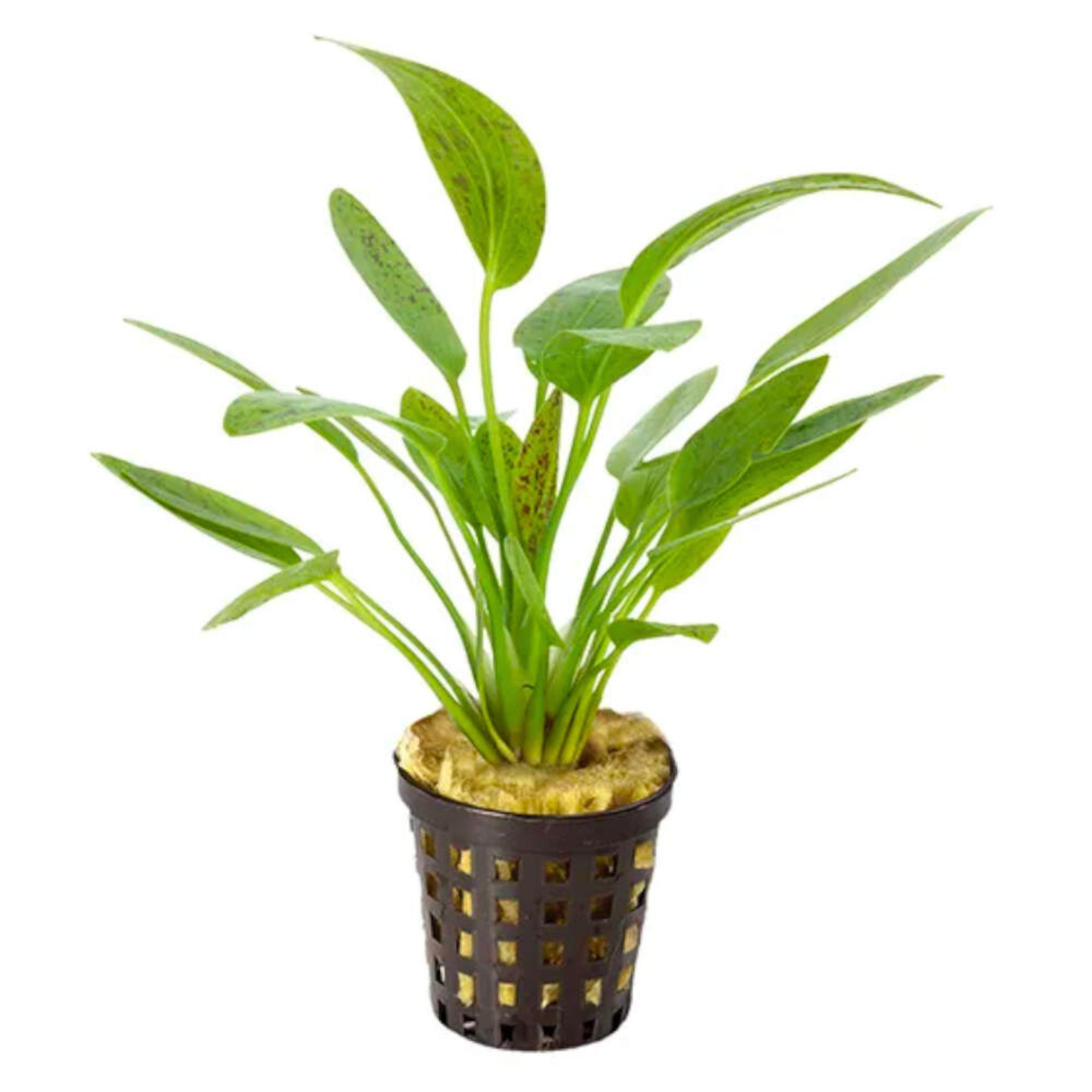 Echinodorus Ozelot Green Aquarium Live Plant
