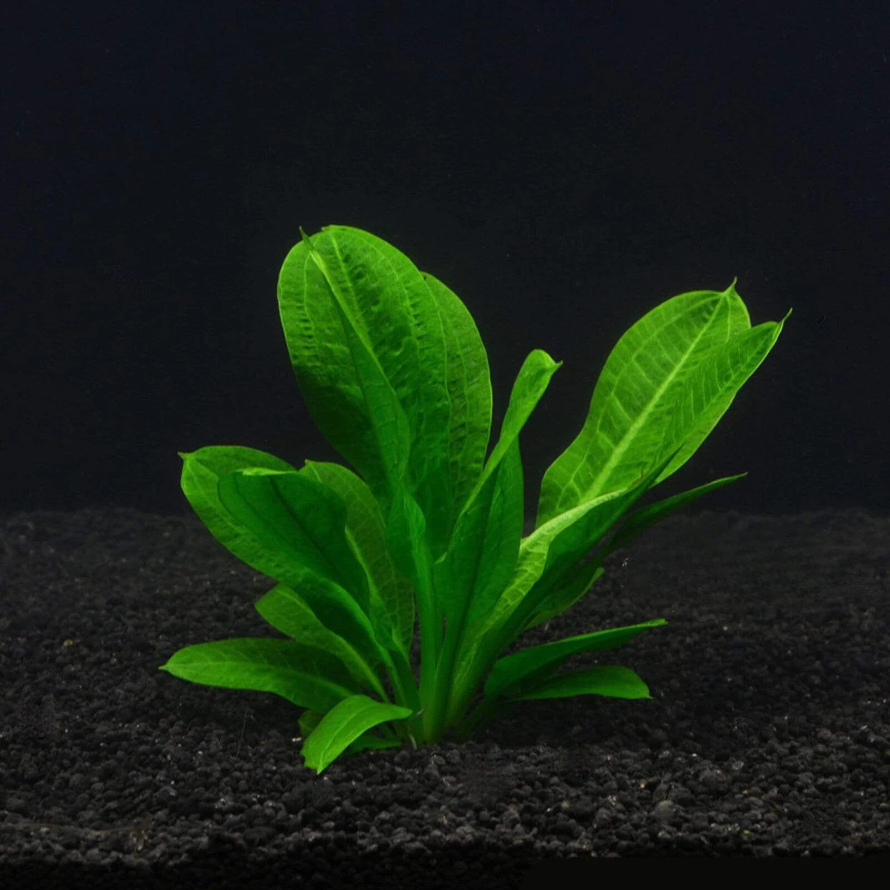 Echinodorus Wild Grass Aquarium Live Plant
